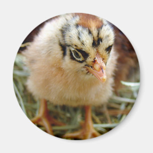 Chick Magnet