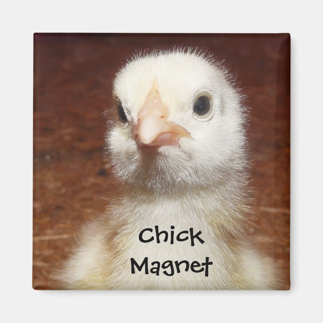 Chick Magnet - Cute Chick Photo (Framsidan)