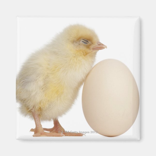 Chick med ägg (2 dagar gammal) magnet (Framsidan)