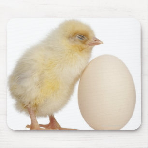 Chick med ägget (2 gammala dagar) musmatta