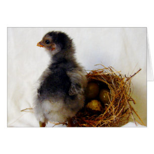 Chick med bostad hälsningskort
