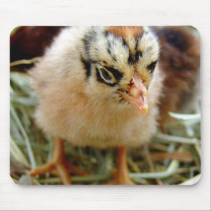 Chick Musmatta
