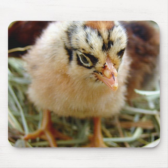 Chick Musmatta (Framsidan)