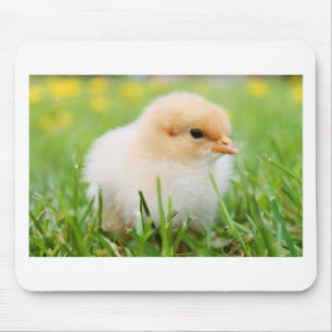 Chick Musmatta