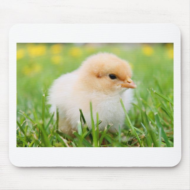 Chick Musmatta (Framsidan)
