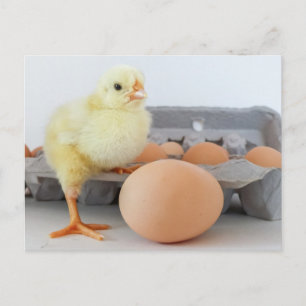 Chick och äggkartong med brun ägg vykort