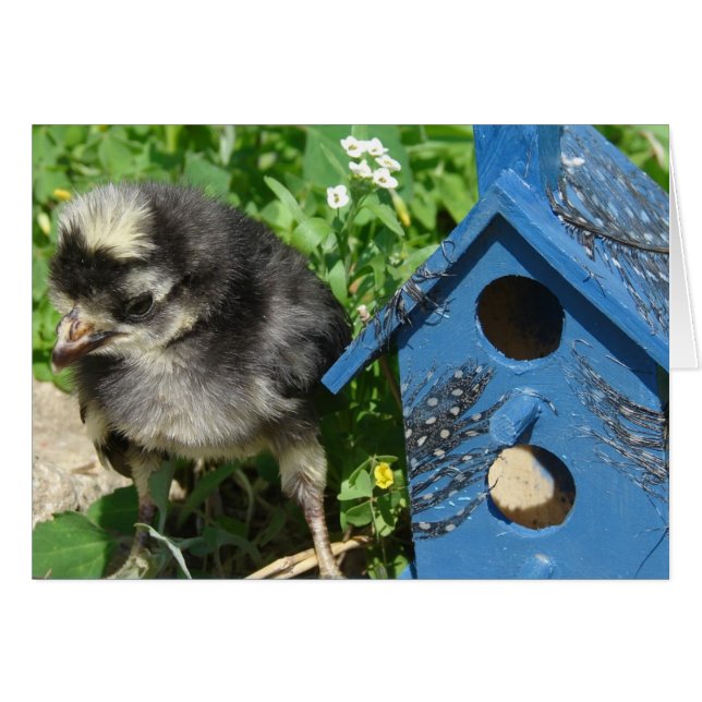Chick och blandat mediehus hälsningskort (Framsidan Horizontal)