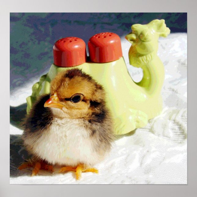 Chick och kamel poster (Framsidan)