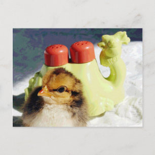 Chick och kamel vykort