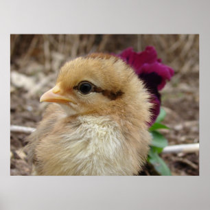 Chick och Pansy Poster