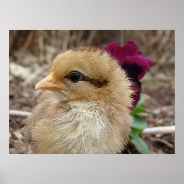 Chick och Pansy Poster (Framsidan)