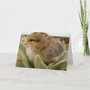 Chick Ogräs Kort