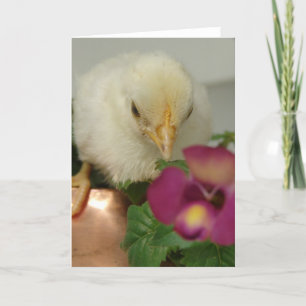 Chick om Copper Tea Kettle i Garden Tillfällen Kort