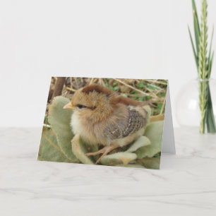 Chick om Fluffy Ogräs Löv Kort