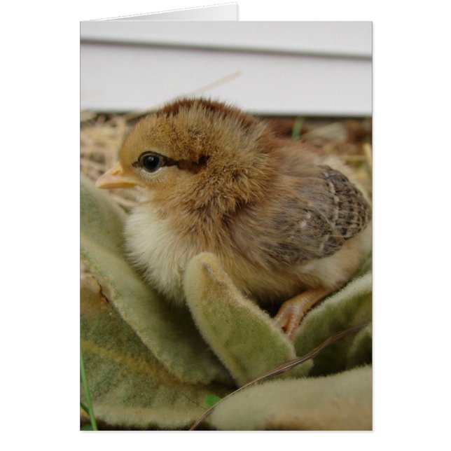 Chick om Löv Hälsningskort (Framsidan)