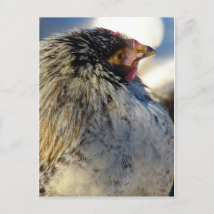 Chick på vinter vykort
