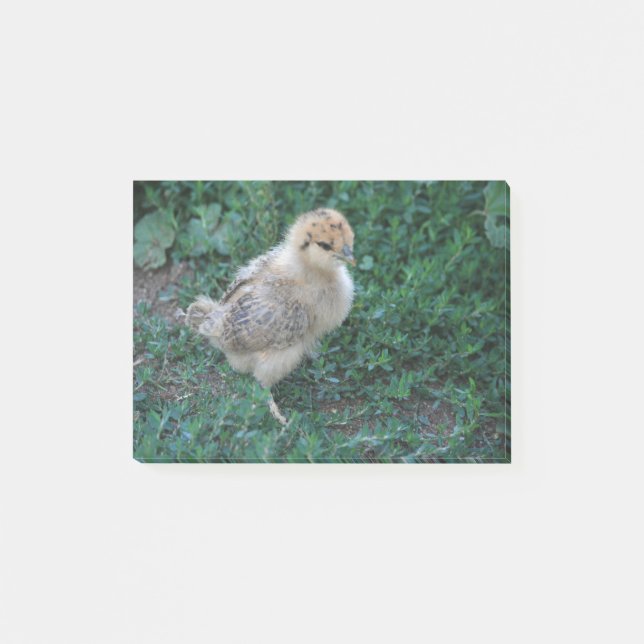 Chick Post-it Block (Framsida)