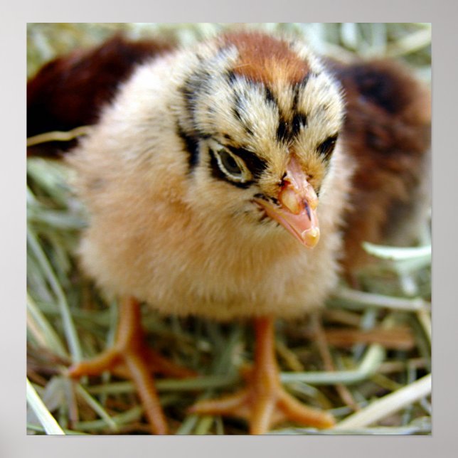 Chick Poster (Framsidan)