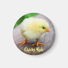 Chick Regel Cute Baby Chicken Älskare Round Magnet