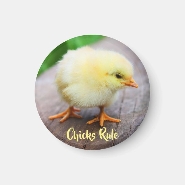 Chick Regel Cute Baby Chicken Älskare Round Magnet (Framsidan)