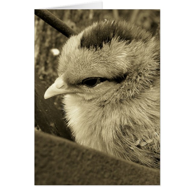 Chick som spelar i trädgården hälsningskort (Framsidan)