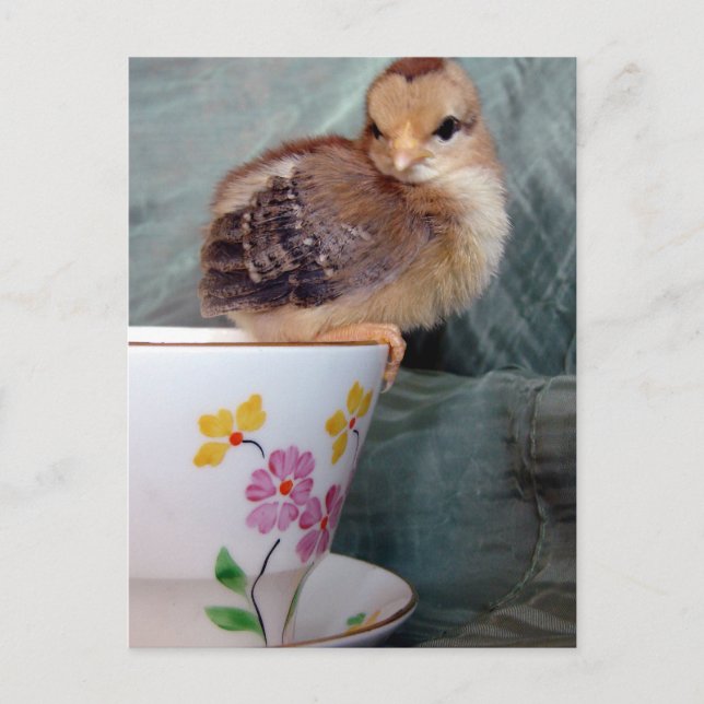 Chick vid Kopp Vykort (Framsida)