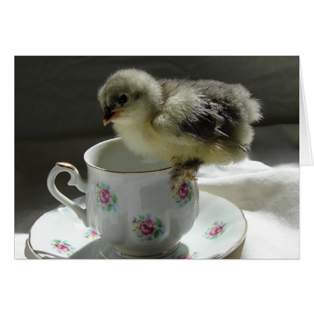 Chick vid Tekopp Hälsningskort (Framsidan Horizontal)