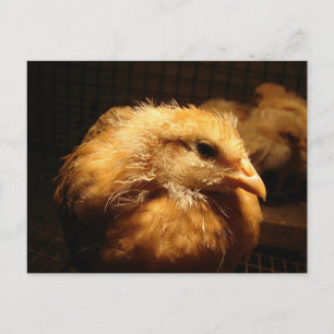 Chick Vykort