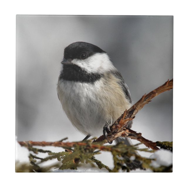 Chickadee_9478 Kakelplatta (Framsidan)