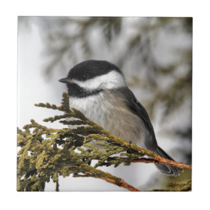 Chickadee_9505 Kakelplatta