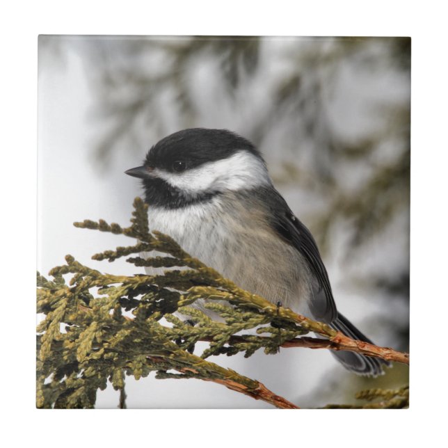 Chickadee_9505 Kakelplatta (Framsidan)