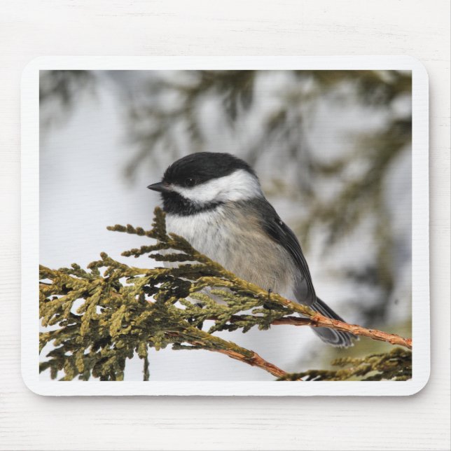 Chickadee_9505 Musmatta (Framsidan)