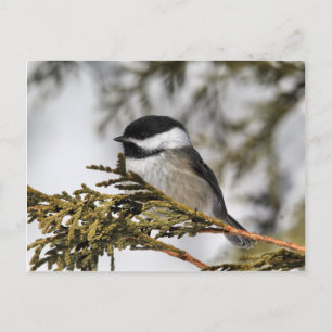 Chickadee_9505 Vykort