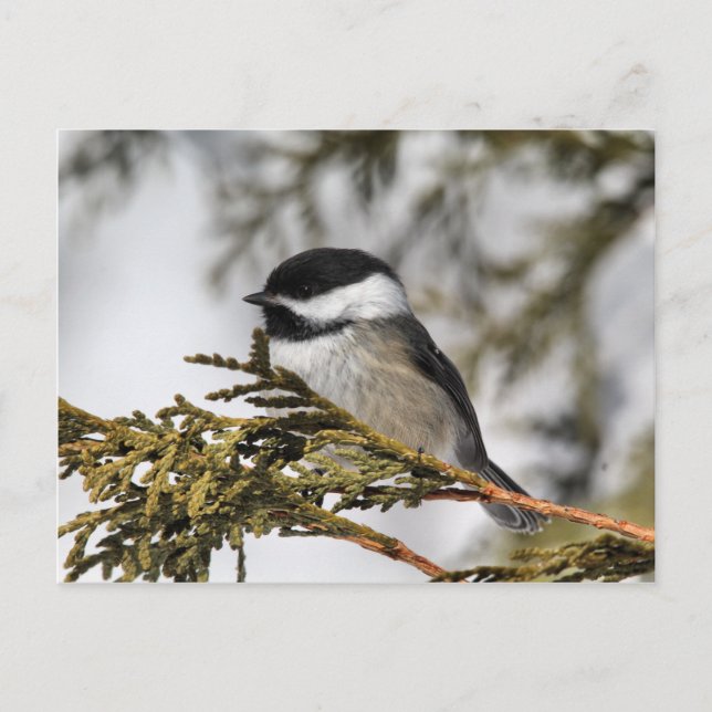 Chickadee_9505 Vykort (Framsida)