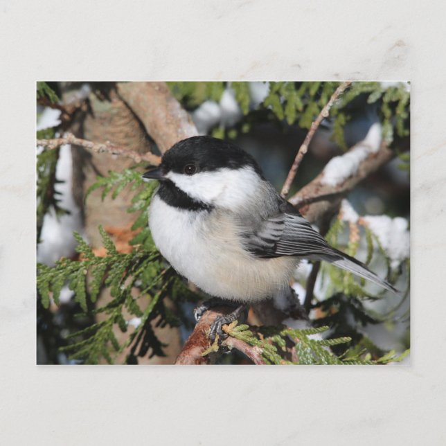 Chickadee_9530 Vykort (Framsida)