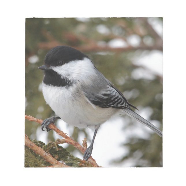 Chickadee_9643 Anteckningsblock (Framsida)