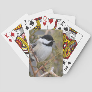 Chickadee_9654 Casinokort