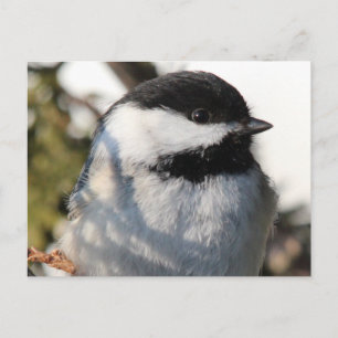 Chickadee 9693 vykort