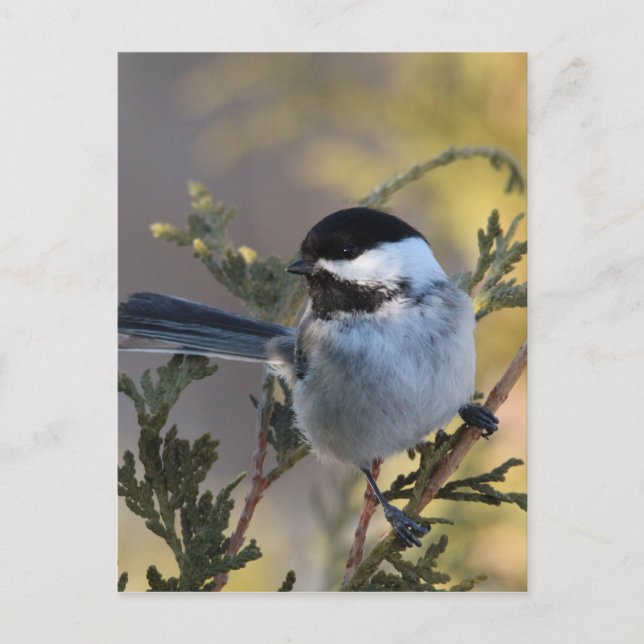 Chickadee_9695 Vykort (Framsida)
