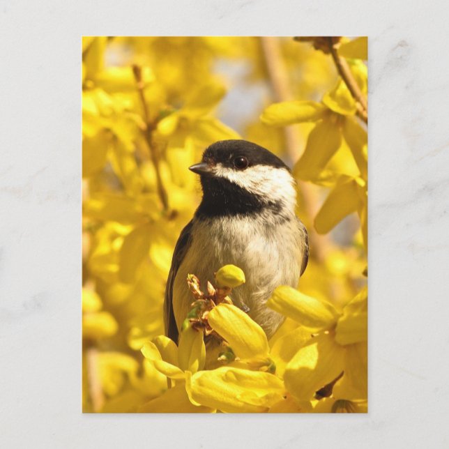 Chickadee Bird i Gula blommor vykort (Framsida)