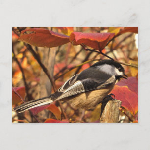 Chickadee Bird i Rosa och Red Höst löv Vykort