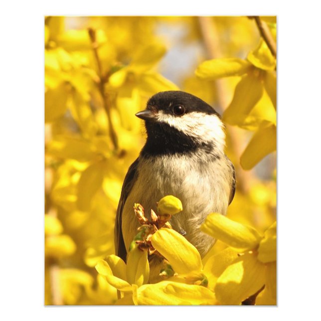 Chickadee Bird in Forsythia Flowers Photo Print Fototryck (Framsidan)