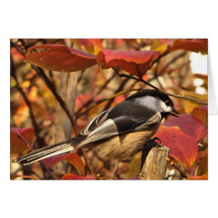 Chickadee Bird med Rosa Red Höst löv Hälsningskort