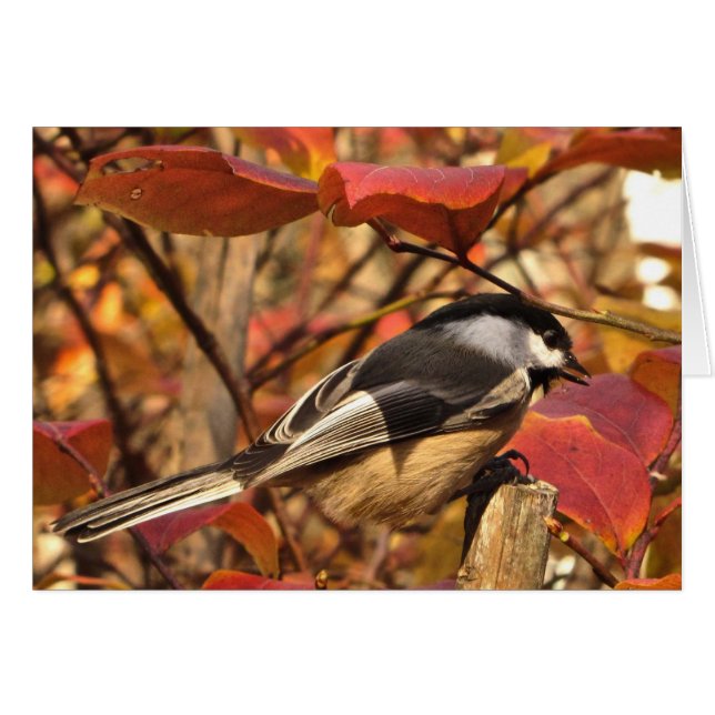 Chickadee Bird med Rosa Red Höst löv Hälsningskort (Framsidan Horizontal)