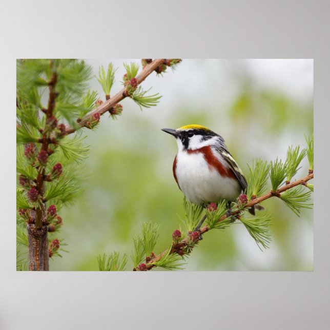 Chickadee Bird Nature Wall Poster (Framsidan)