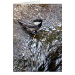 Chickadee Card Hälsningskort