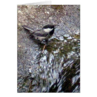 Chickadee Card Hälsningskort