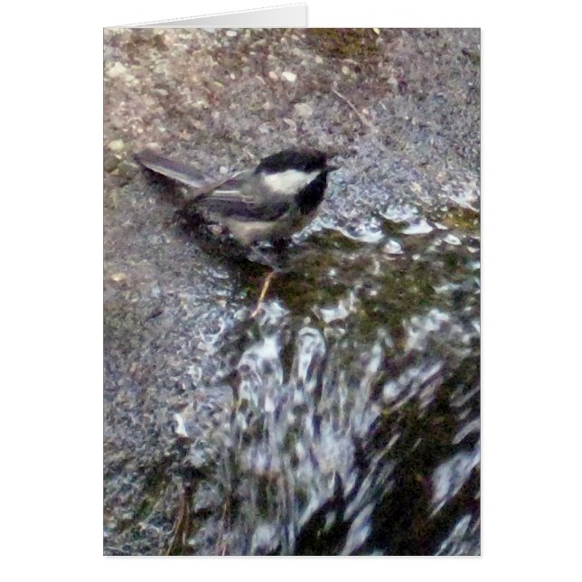 Chickadee Card Hälsningskort (Framsidan)