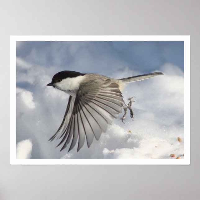 Chickadee Flies Print Poster (Framsidan)
