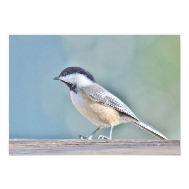 Chickadee-fotografi Fototryck (Framsidan)